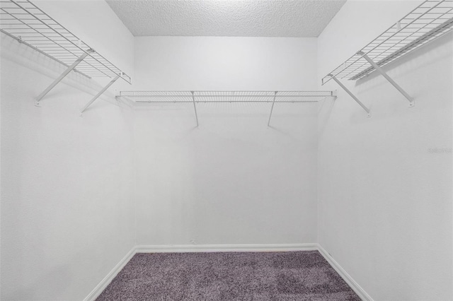 spacious closet featuring carpet floors