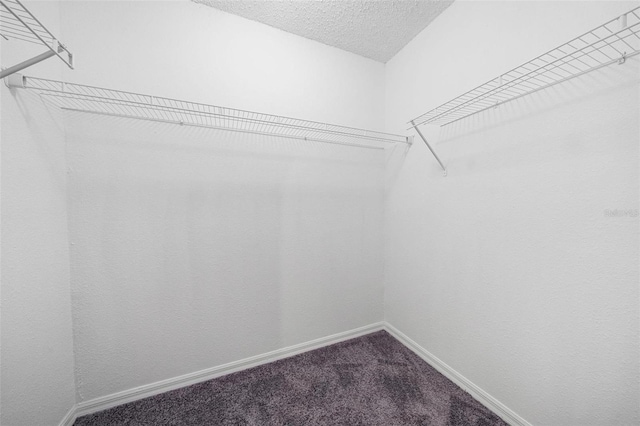 walk in closet with carpet floors