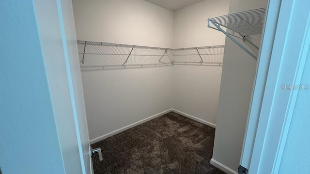 spacious closet with carpet