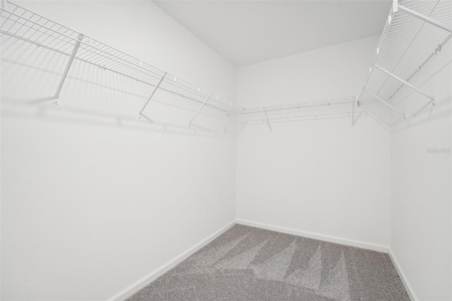 walk in closet featuring carpet