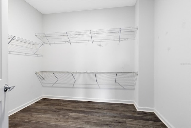 spacious closet featuring dark hardwood / wood-style floors