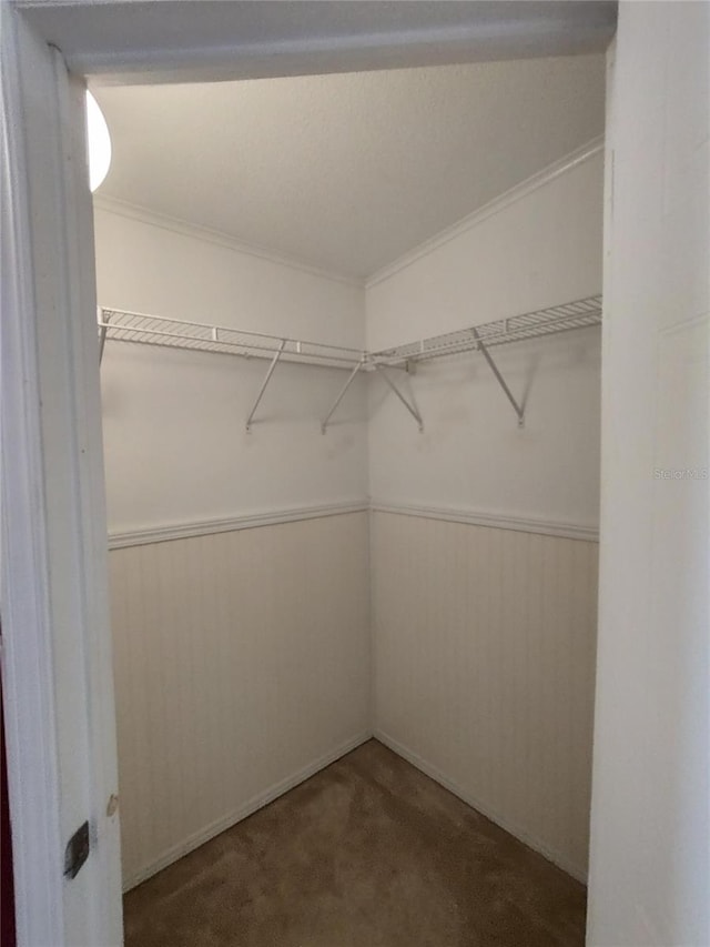 walk in closet with carpet flooring