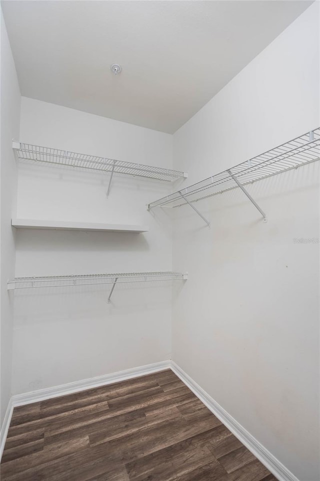 walk in closet featuring dark wood-type flooring