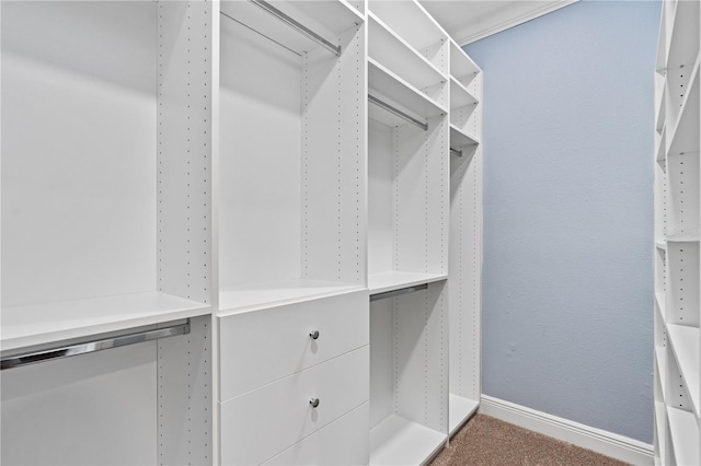 walk in closet with carpet flooring