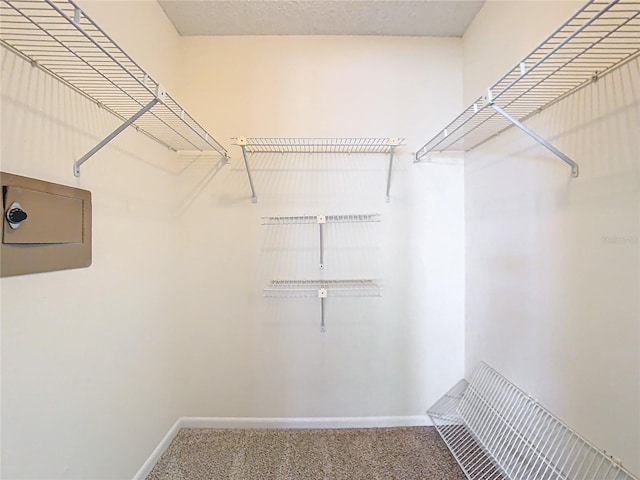 spacious closet featuring carpet