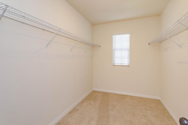 walk in closet with carpet floors