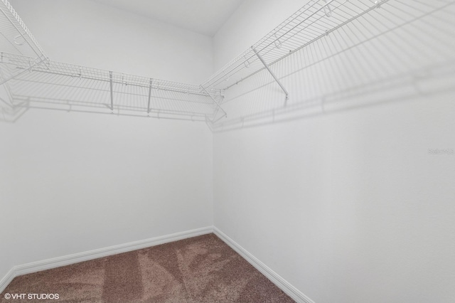 walk in closet featuring carpet flooring