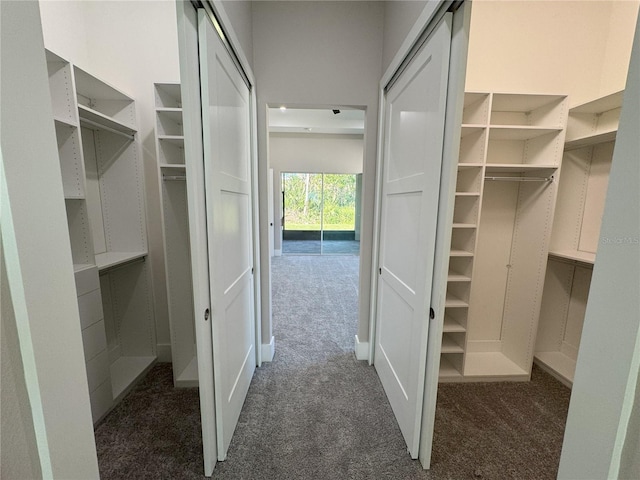 spacious closet featuring dark colored carpet