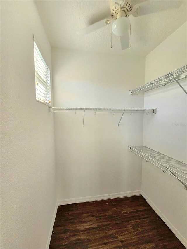 spacious closet featuring ceiling fan and dark hardwood / wood-style flooring