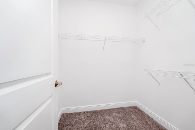 walk in closet featuring carpet