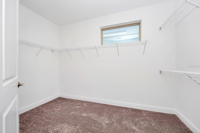 walk in closet with carpet floors