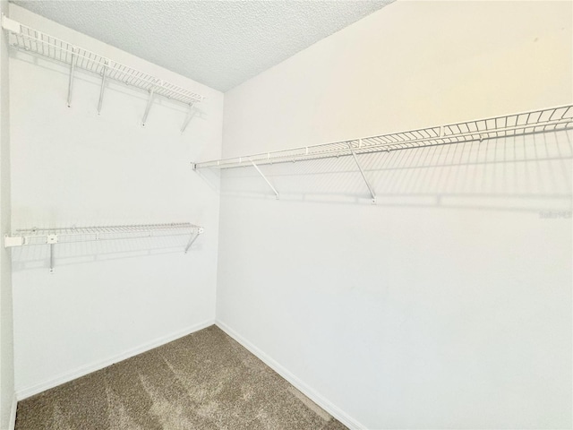 walk in closet with carpet flooring