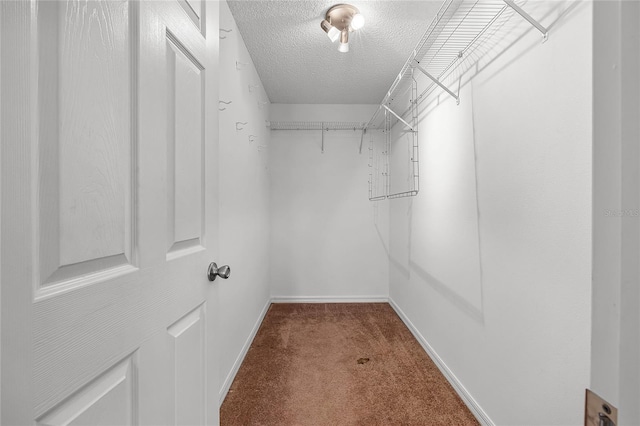 walk in closet with carpet flooring