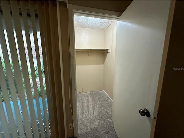 spacious closet with carpet floors