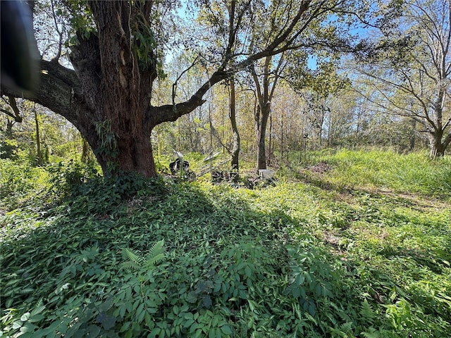 view of local wilderness