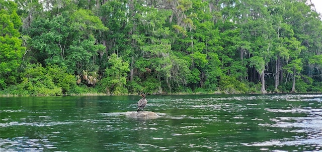 property view of water with a forest view