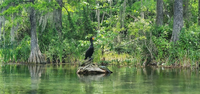 property view of water with a forest view