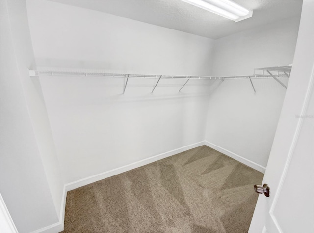 spacious closet featuring carpet flooring