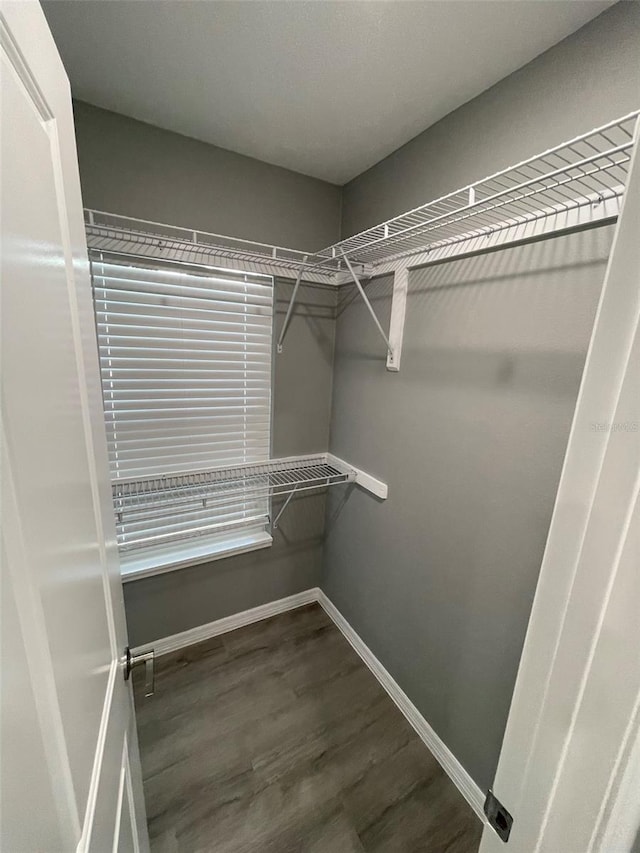 walk in closet featuring dark hardwood / wood-style flooring