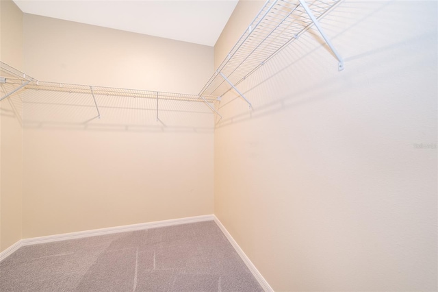 walk in closet with carpet flooring