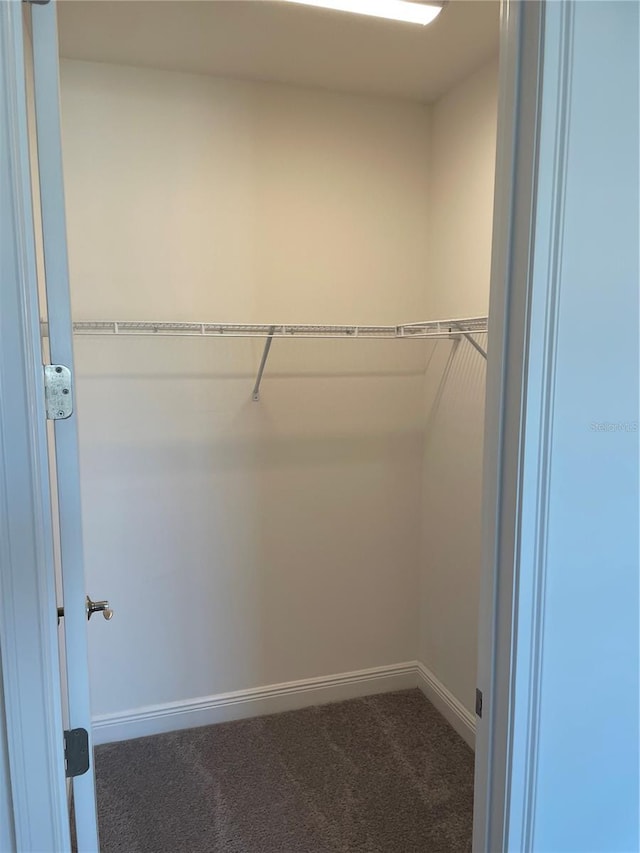 spacious closet featuring carpet