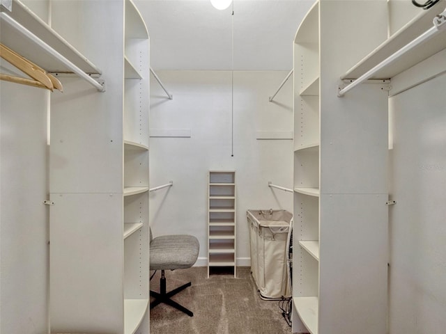 spacious closet featuring carpet flooring