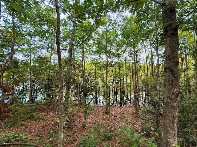 513 San Sebastian Ct, Davenport, FL 33837 - view of wooded area