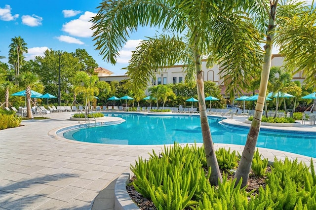 view of swimming pool featuring a patio