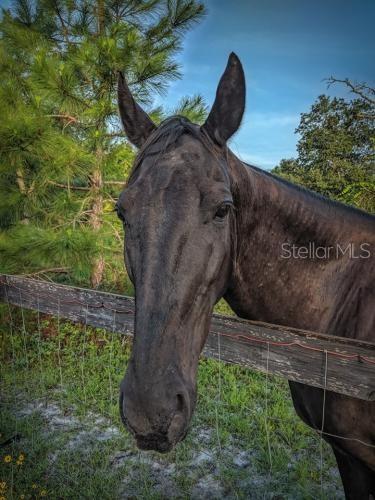 Royal Trails Rd, Eustis, FL 32736 - photo 7