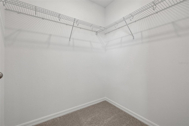 walk in closet featuring carpet