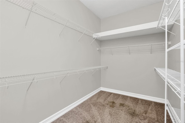 walk in closet featuring carpet flooring