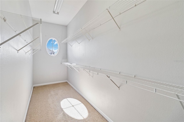 spacious closet featuring carpet