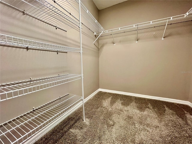 walk in closet with carpet floors