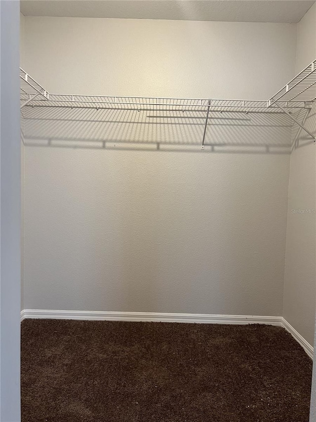 walk in closet with carpet flooring