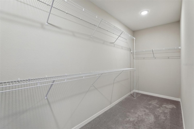 spacious closet featuring carpet flooring