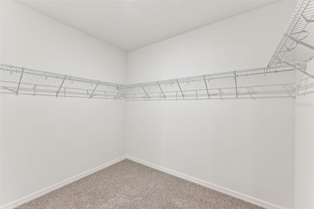 walk in closet featuring carpet