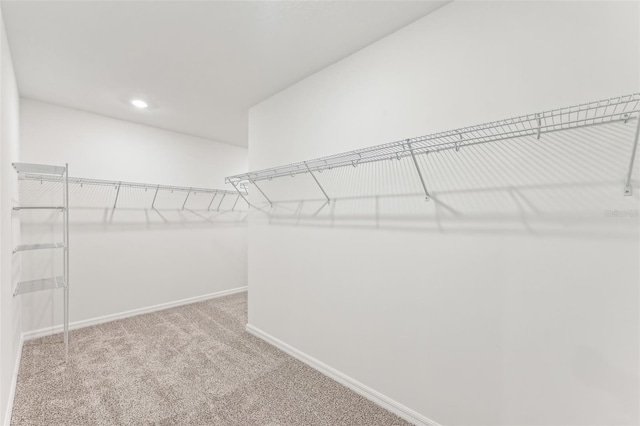 spacious closet featuring carpet flooring