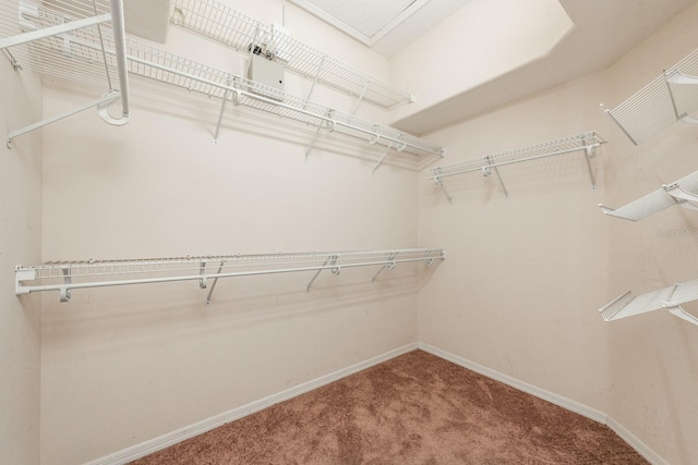 spacious closet featuring carpet flooring