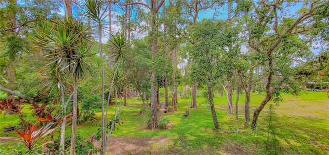 view of green lawn