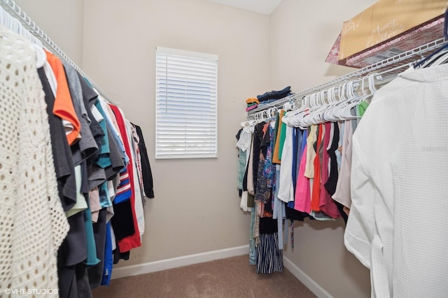 walk in closet featuring carpet floors