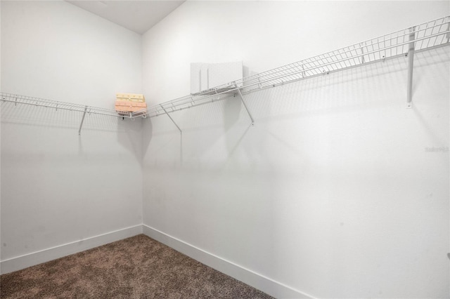 spacious closet with carpet