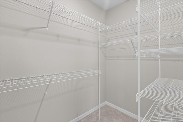 walk in closet with carpet flooring