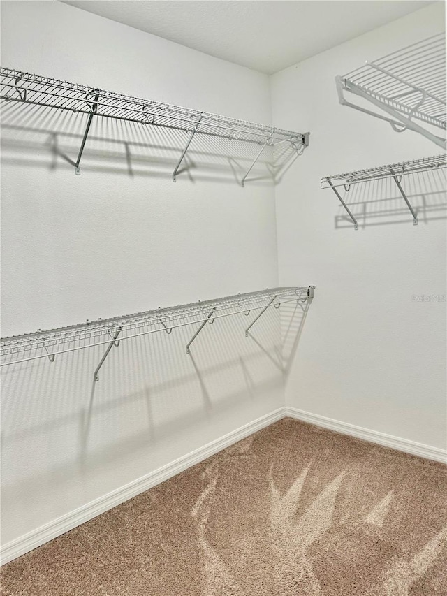 spacious closet featuring carpet flooring