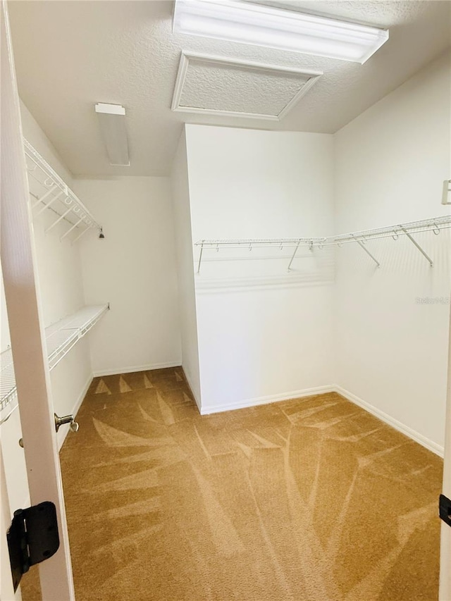 walk in closet with carpet flooring