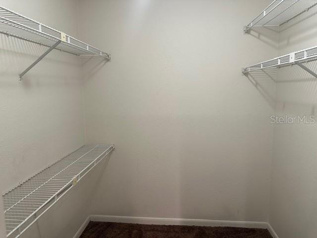 walk in closet featuring carpet floors