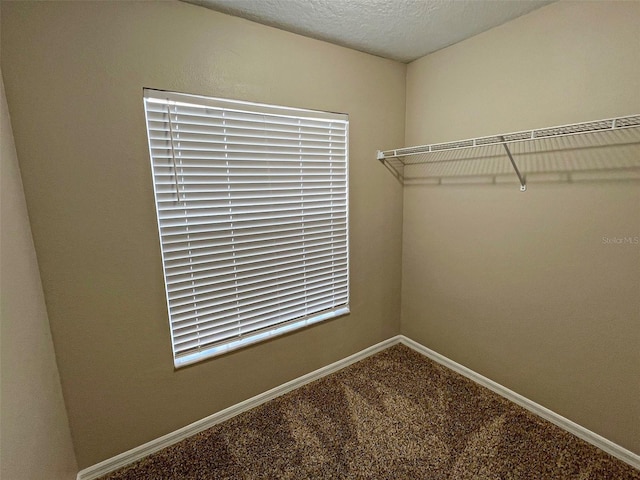 spacious closet featuring carpet floors