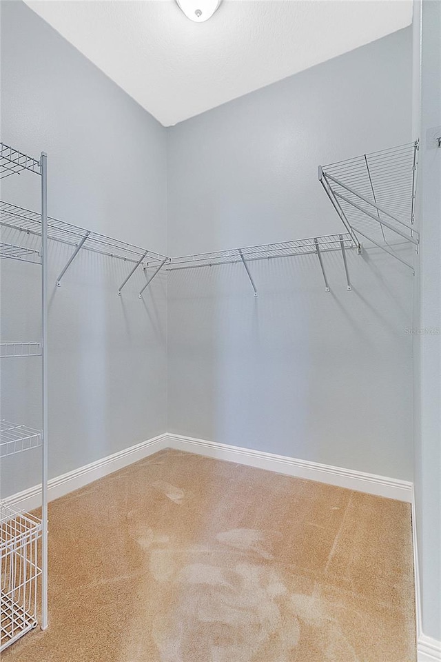 walk in closet featuring carpet flooring