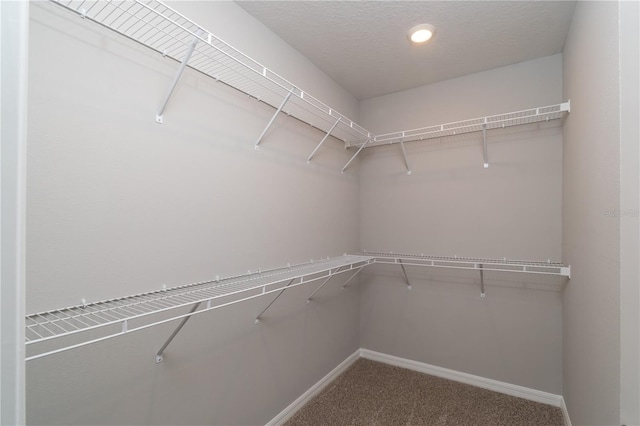 spacious closet featuring carpet flooring