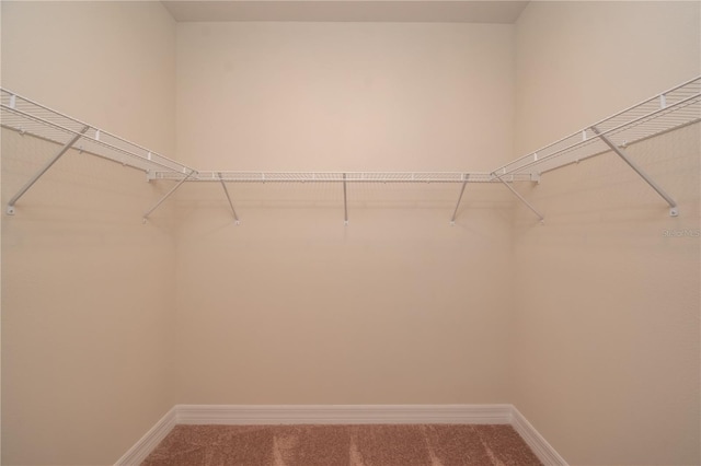 spacious closet featuring carpet