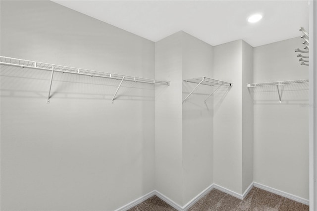 walk in closet with carpet flooring